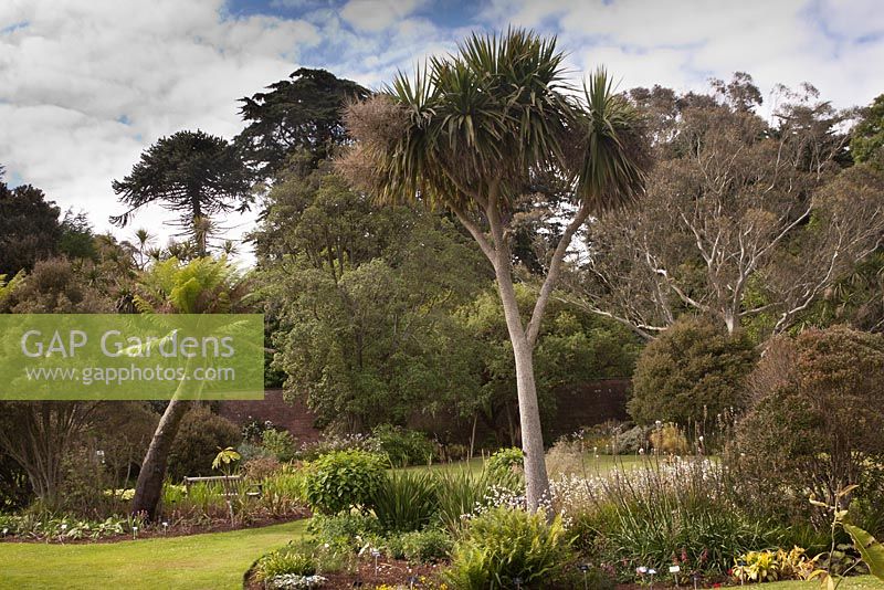 Island beds focussing on southern hemisphere exotics - July, Logan Botanic Garden, Dumfries and Galloway, Scotland