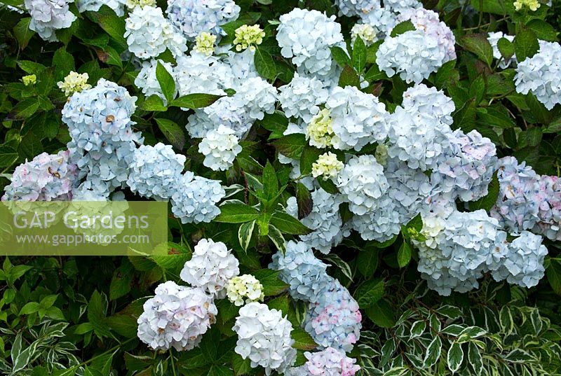 Hydrangea Macrophylla 'Sister Theresa'