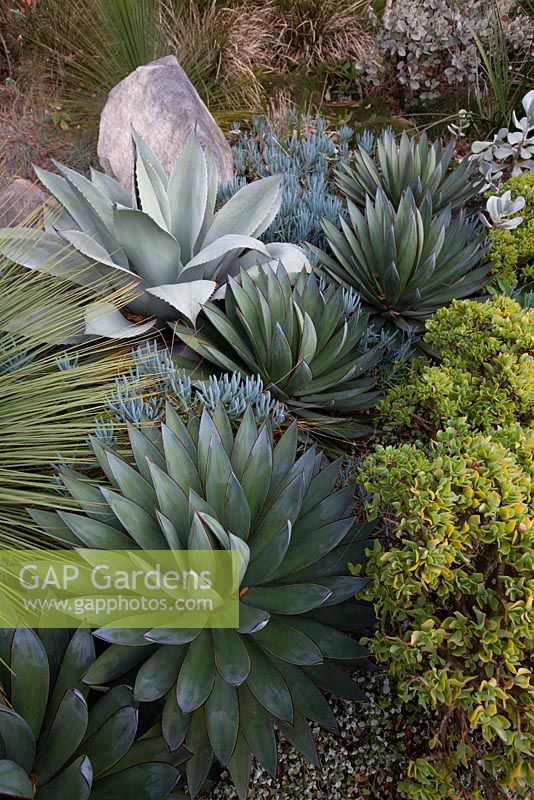 Agave 'Blue Glow', Crassula ovata undulata and Senecio mandraliscae