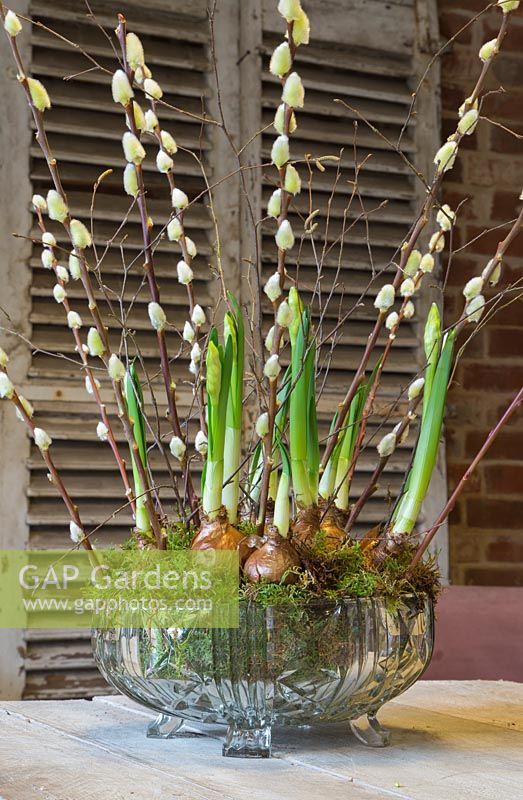 A decorative glass bowl with Narcissus 'Erlicheer', Moss, Birch twigs and Salix caprea