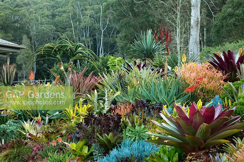 View of a raised garden bed showing a collection of colourful and variegated bromeliads, aeoniums, succulents, cactus, euphorbias and large maroon leaved alcantareas