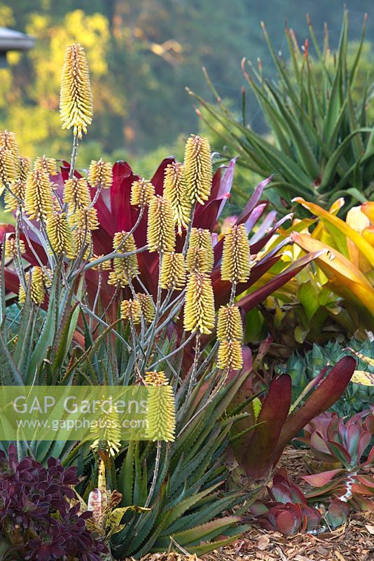 Aloe 'Southern Cross', with multiple yellow flowers with an orange blush held on multi branched stems with a red Alcantarea behind