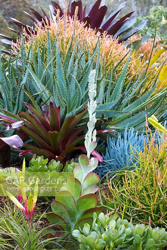 View of a raised garden bed showing a collection of colourful bromeliads, aeoniums, succulents, cactus, euphorbias, and large maroon leaved alcantareas. 