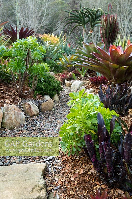 A gravel path through a raised sandstone lined garden bed, features various echeverias, bromeliad, and an alcantarea