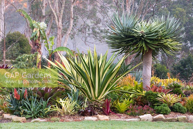 A garden featuring bromeliads, succulents, and variegated plants including a Furcraea foetida mediopicta, Mauritius Hemp and Dracaena draco 