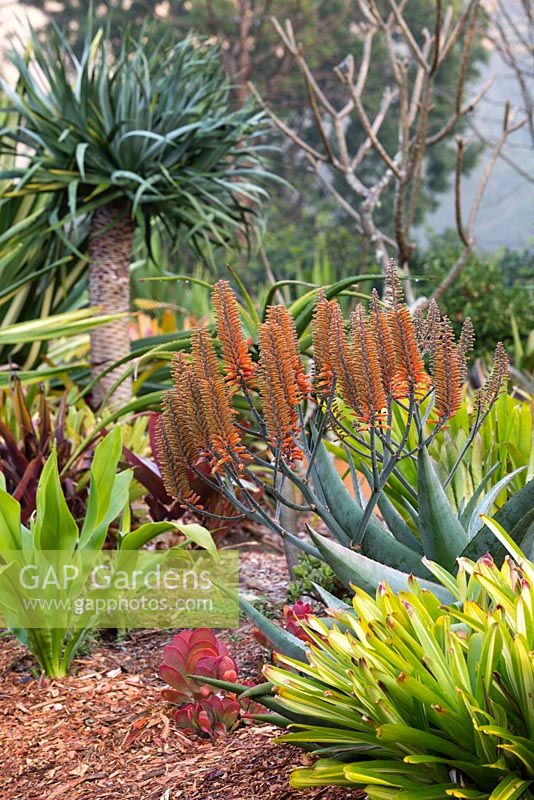Garden with a mixed planting of bromeliads and succulents, featuring a flowering Aloe cultivar.