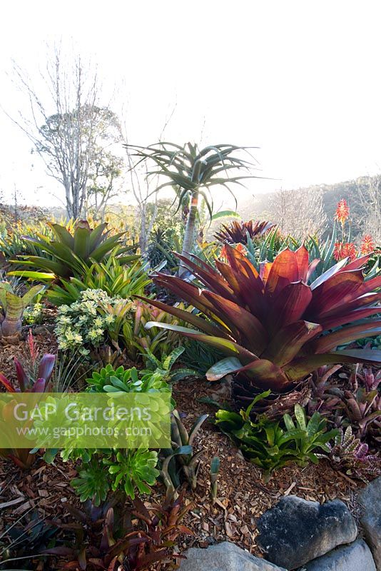 A raised garden featuring a large red leaved bromeliad, Alcantarea Imperialis rubra,  and an underplanting of Aeonium arboreum, Tree Aeonium.