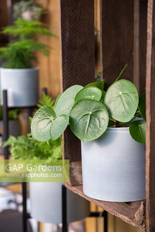 Pilea peperomioides in pale blue pot