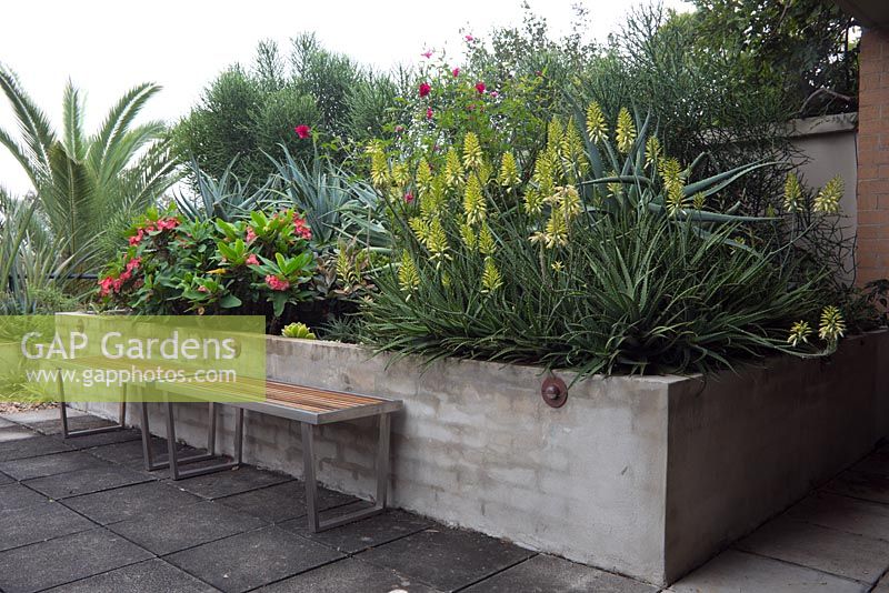 A timber bench seat seen in a rooftop garden, with various colourful subtropical plants. Aloe 'Bush baby yellow' and Euphorbia milii poysean hybrid 'Crown of thorns bush' is featured. 