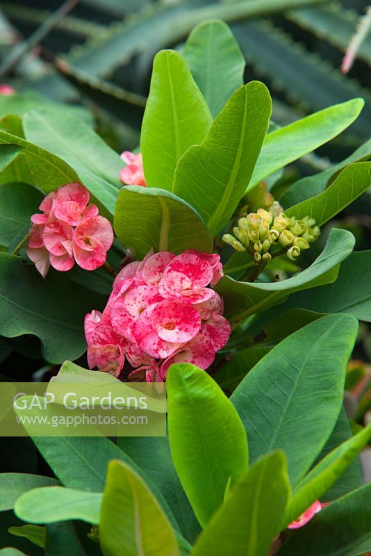 Euphorbia milii Poysean hybrid, Crown of Thorns