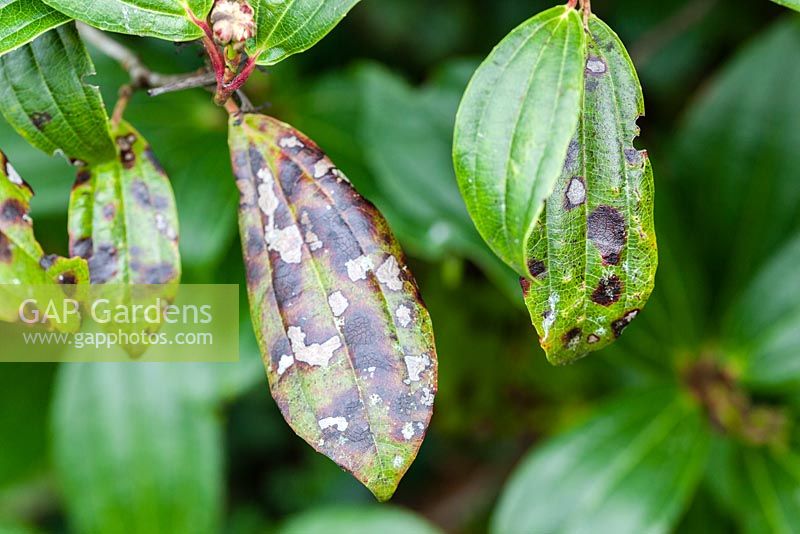 Bacterial leaf spot - bacterial blight. Pseudomonas syringae pv viburni. 