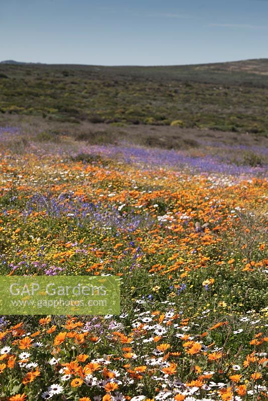 Meadow of Heliophila coronopifolia, Dimophotheca pluvalis, Cotula turbinata and Ursinia anthemoides - September, South Africa
