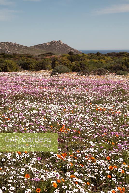 Meadow of Ursinia anthemoides, Senecio arenarius and Dimophotheca pluvalis - September, South Africa