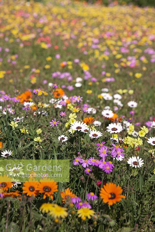 Dimophotheca pluvalis, Ursinia anthemoides and Senecio elegans growing together - September, South Africa