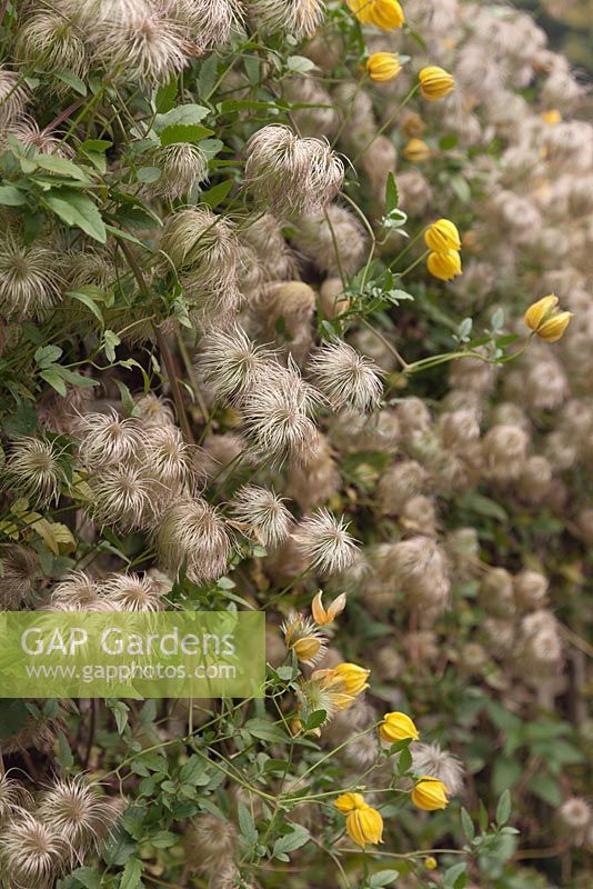 Clematis tangutica flowers and seed heads - Golden Clematis - October, Cheshire