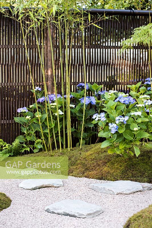 View of the path with slate paving stones surrounded by Phyllostachys bissetii, blue flowering Hydrangea and knitted Bamboo fence. Japanese Summer Garden. Designed by Saori Imoto. Sponsored by Unique Japan Tours