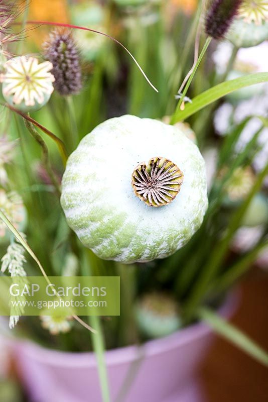 Bouquet of dried poppies seed heads including giant Papaver somniferum and grass Pennisetum orientale in pink metal jug vase. Katie's Lymphoedema Fund: Katie's Garden. Designers: Carolyn Dunster, Noemi Mercurelli, RHS Hampton Court Palace Flower Show 2016