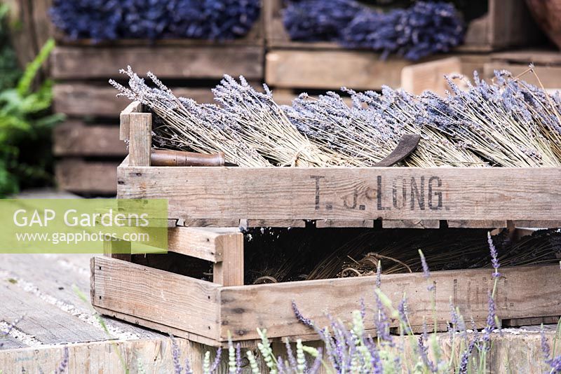 Wooden storage baskets with cut and dried Lavender flowers. The Lavender Garden, Designers: Paula Napper, Sara Warren, Donna King. Sponsor: Shropshire Lavender 