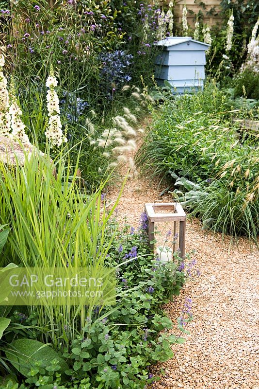 The gravel path with The lantern leading to blue wooden hive surrounded by Nepeta x faassenii, Verbascum 'Kynaston', Pennisetum villosum, Eryngium zabelii 'Jos Eijking' syn. Eryngium 'Sapphire Blue'. The Drought Garden, Designer: Steve Dimmock