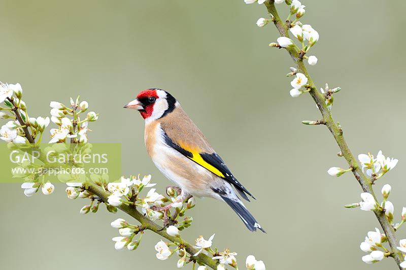 Garden birds, Goldfinch, carduelis carduelis, perched on Blackthorn Blossom,  Norfolk, UK, April