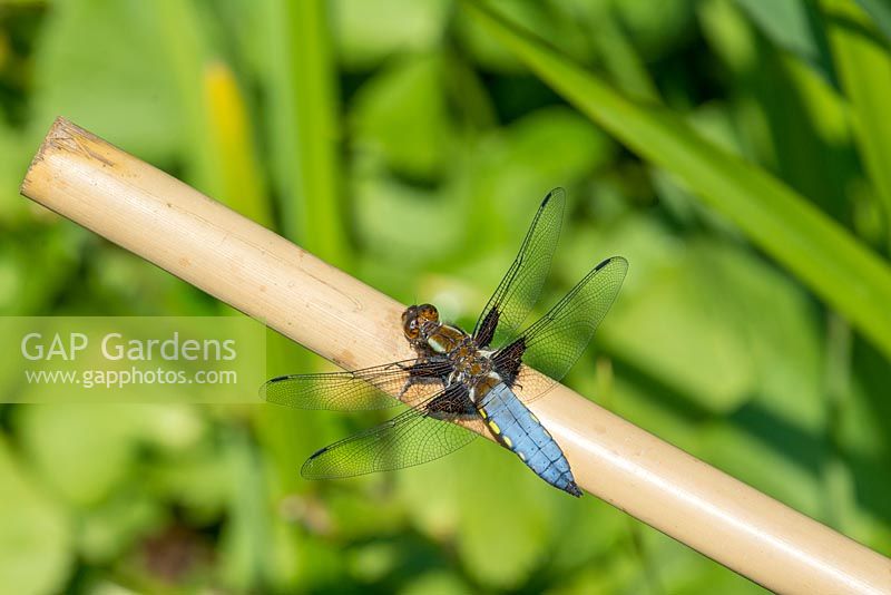 Libellula depressa. Dragonfly, Broad-bodied Chaser -  male perched on garden cane.