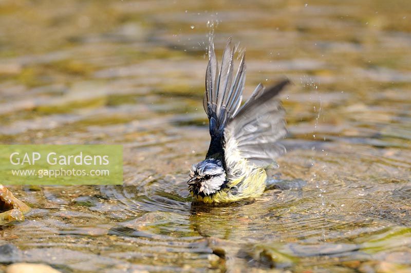 Garden Bird, Blue tit, parus caeruleus, bathing , UK, May