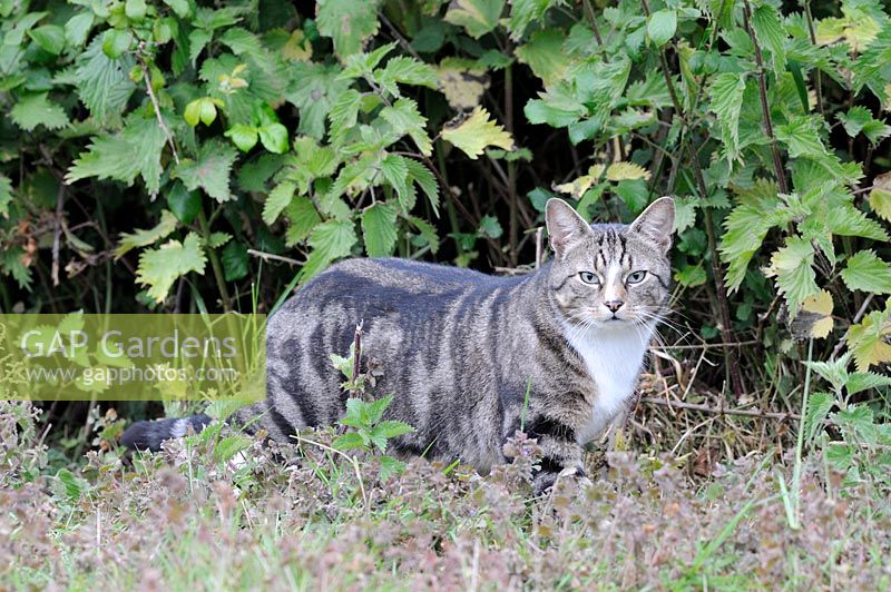 European shorthair procumbent quincy prowling. Domestic male tabby cat next to hedgerow, England, May 
