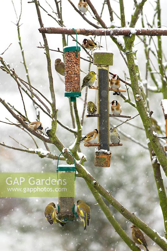 Garden bird feeders in the snow with Goldfinches, Greenfinches and Siskins 