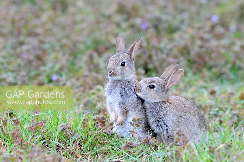 Oryctolagus cunniculus. European Rabbits, youngsters on arable headland, Norfolk, England June