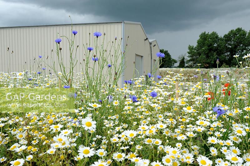 Bank of wild flowers including scentless mayweed, matricaria perforater and cornflower planted on spoilheap by new farm buildings Norfolk, England, June