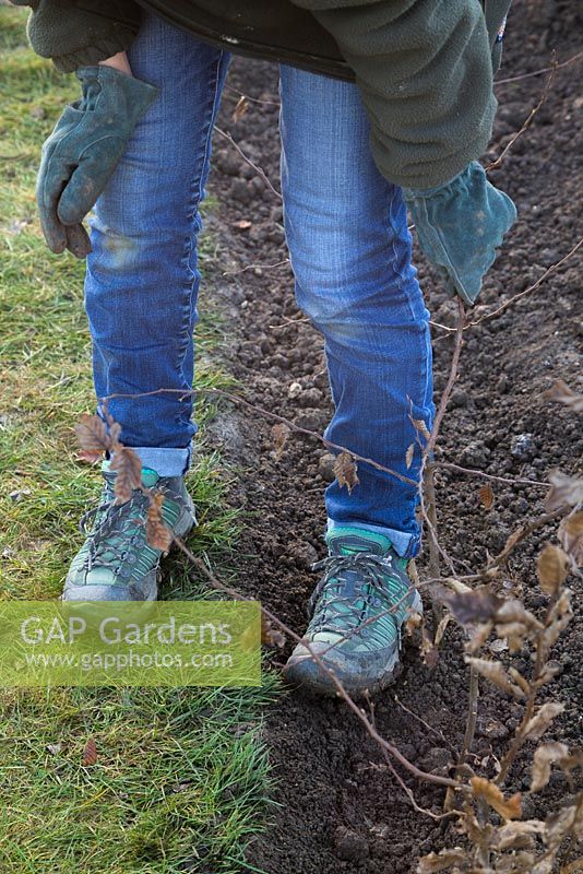 Heeling in bare root Carpinus betulus