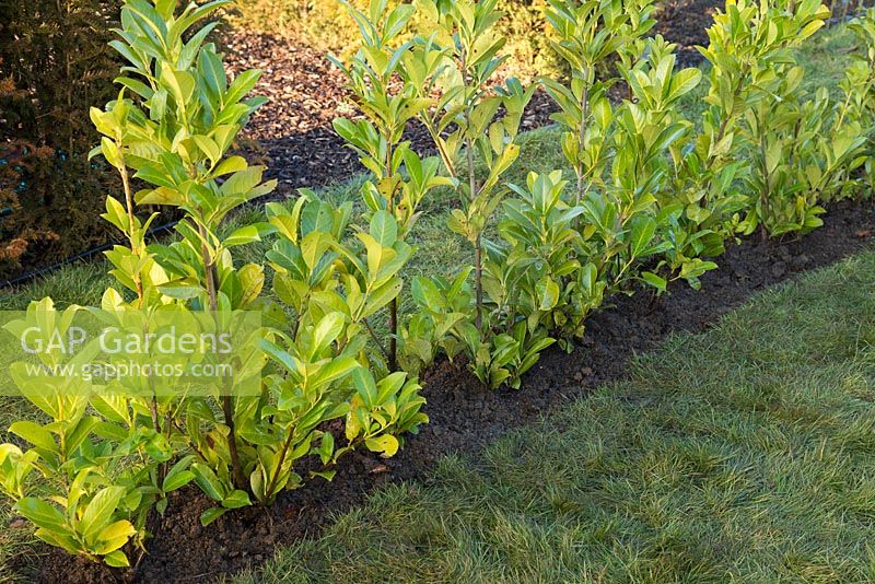 A row of freshly planted bare root Cherry Laurel