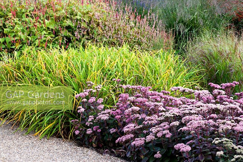 Contrasting foliage combination in autumn with foliage of Hemerocallis 'Corky' with Sedum telephium 'Matrona'. Persicaria amplexicaulis 'Firedance'  and grasses Panicum virgatum and Molinia caerulea subsp. arundinacea 'Transparent' in background.