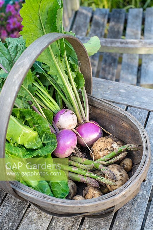 Trug of freshly harvested garden produce, Turnip 'Sweetball', Asparagus, Spring cabbage 'Greyhound' and Early potatoes 'Pentland Javelin'