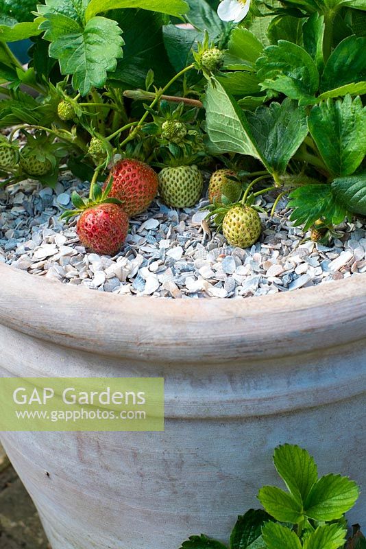 Fragaria 'Cambridge Favorite' growing in a terracotta container with crushed shells to prevent rainsplash and to deter slugs