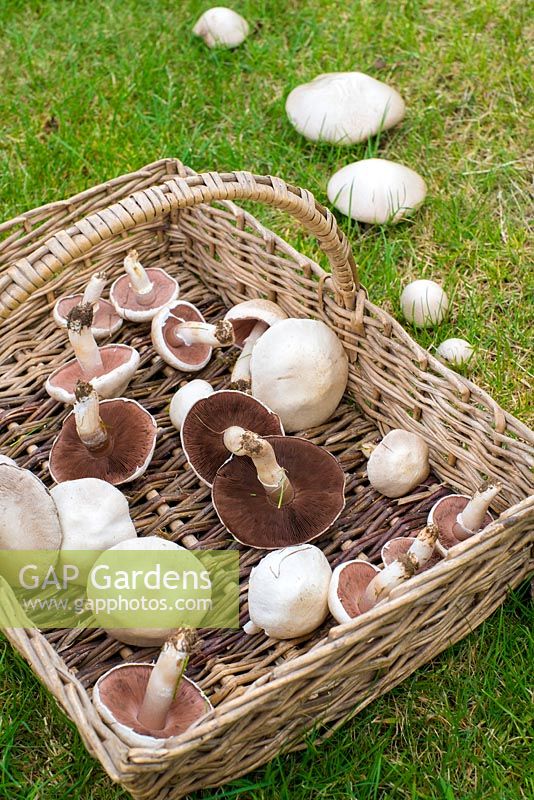 Agaricus campestris - field mushroom or meadow mushroom