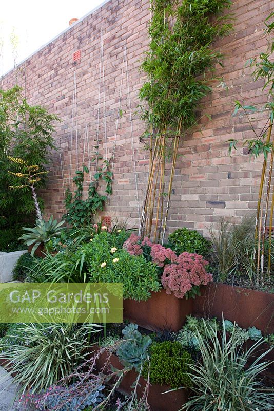 Detail of garden with corten steel tiered bed shows mixed planting of Scaevola - native fan flower, Crassula ovata 'Gollum', Sedum 'Autumn Joy' and various grasses. Bamboo and Mandevilla laxa are trained up a brick wall using chains. An Asia ceramic chair is seen.  