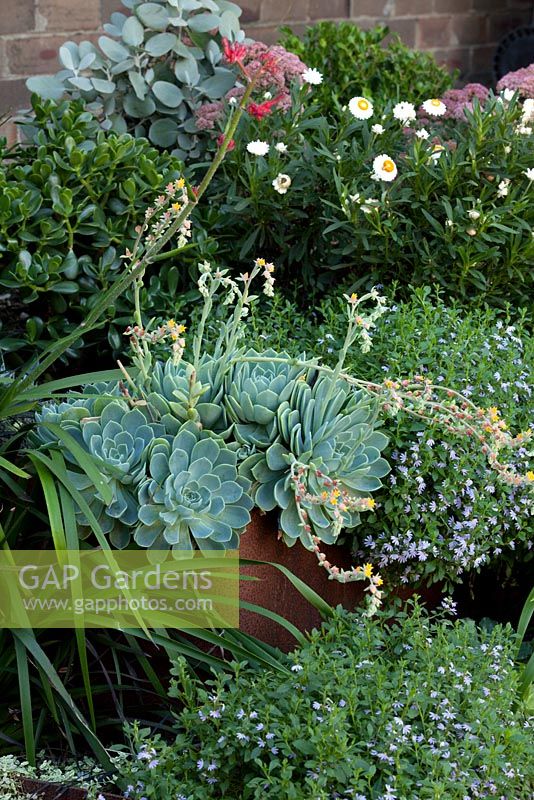 Detail of a corten steel edged raised garden with a dense planting of mixed perennials and succulents, featuring a flowering Echeveria secunda, Old Hens and Chicks, Blue Echeveria and Scaevola aemula