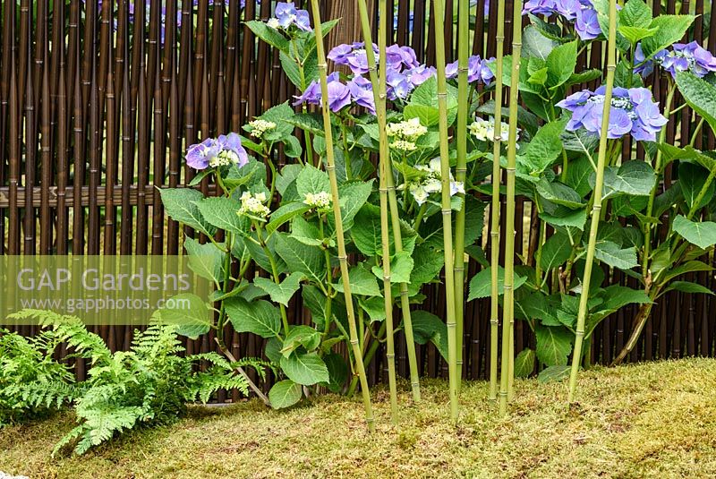 Hydrangea macrophylla 'Blaumeise' and Phyllostachys stems - Japanese Summer Garden, RHS Hampton Court Palace Flower Show 2016 - Design: Saori Imoto