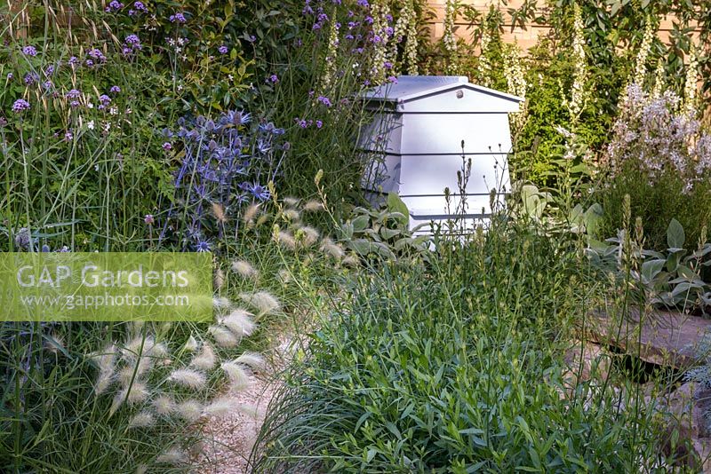 A gravel path leading to blue wooden beehive among Nepeta x fassenii, Stachys byzantina 'Big Ears' and Pennisetum villosum. The Drought Garden, RHS Hampton Court Palace Flower Show 2016. Design: Steve Dimmock