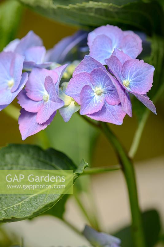 Hydrangea macrophylla 'Blaumeise' - Japanese Summer Garden, RHS Hampton Court Palace Flower Show 2016