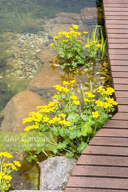 A natural swimming pool with Caltha palustris