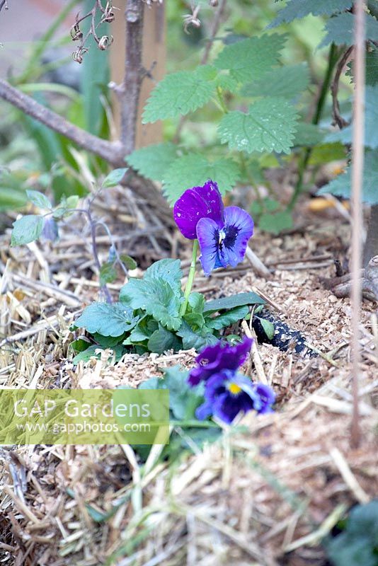 Violets growing in the strawbales.