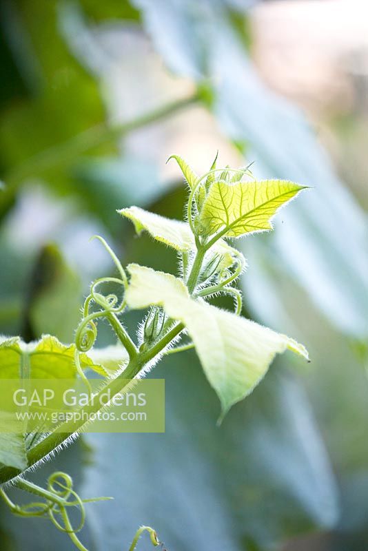 Solanum melongena - eggplant.