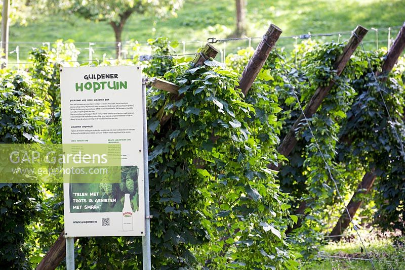 Hop gardens 