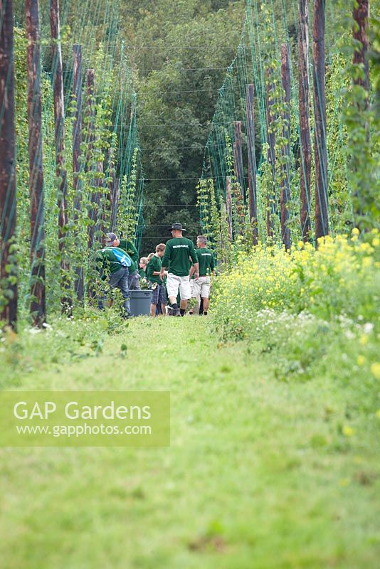 Hop gardens near the beer festival