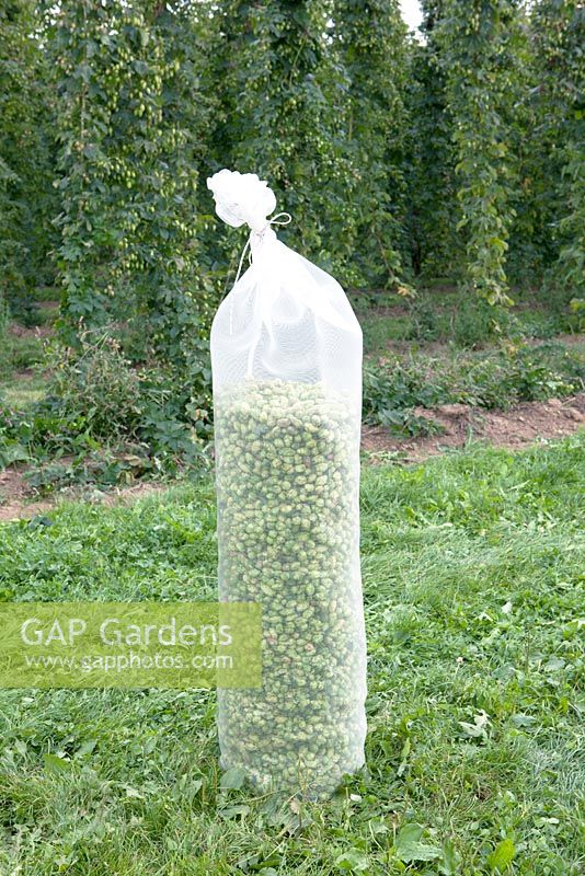 Sack filled with hop.