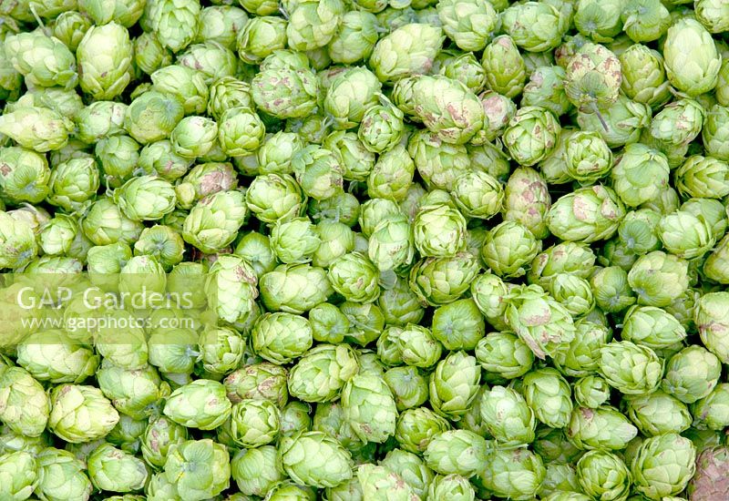 Picked hop.