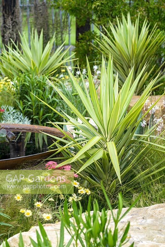 Corten steel water feature creates a focal point surrounded by variegated yuccas, Achillea 'Summer Fruits Carmine' and Stipa tenuissima. Great Gardens of the USA: The Austin Garden, RHS Hampton Court Flower Show in 2016. Designer: Sadie May Stowell - Sponsor: Brand USA