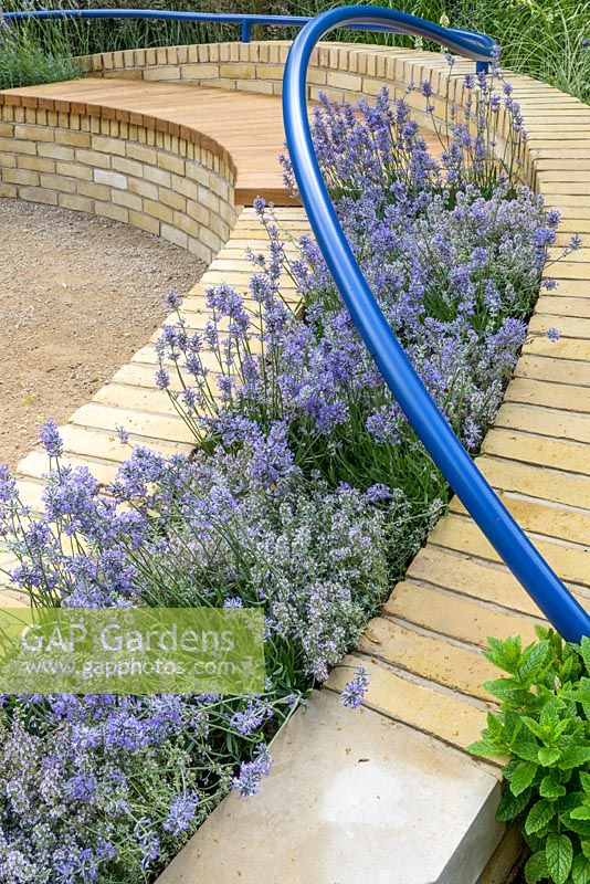 Blue curving handrails above brickbenches with Lavandula 'Hidcote'. The Abbeyfield Society: a Breath of Fresh Air, RHS Hampton Court Palace Flower Show 2016. Design: Rae Wilkinson